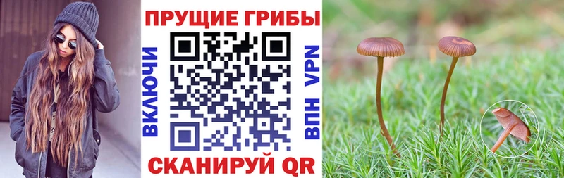 Галлюциногенные грибы мицелий  закладка  Дудинка 